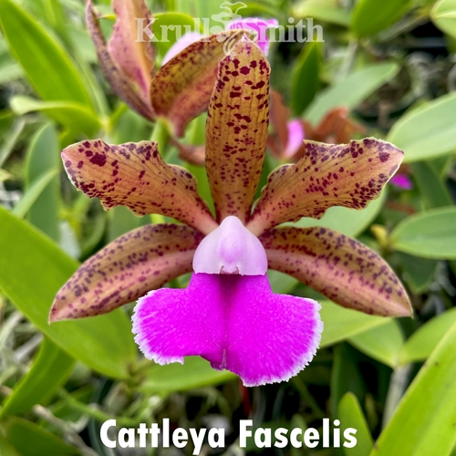 Cattleya Fascelis