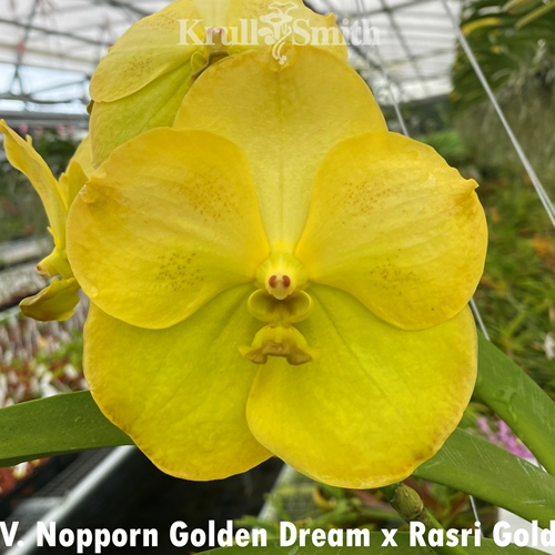 Vanda Nopporn Golden Dream x Rasri Gold