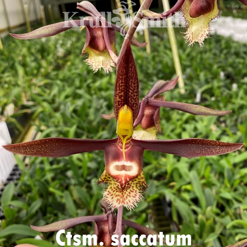 Ctsm. saccatum