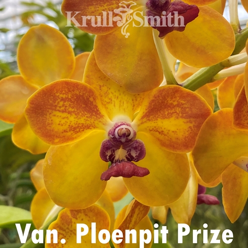 Van. Ploenpit Prize