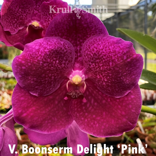 Vanda Boonserm Delight 'Pink'