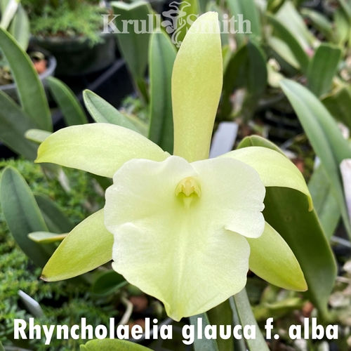 Rhyncholaelia glauca (alba)