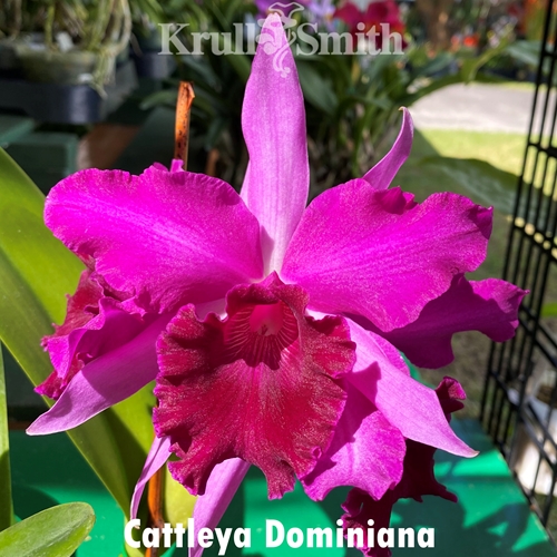 Cattleya Dominiana
