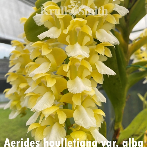 Aerides houlletiana var. alba XL