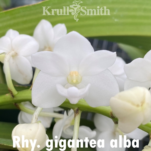 Rhynchostylis gigantea alba