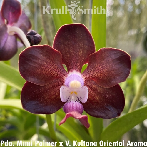 Pda. Mimi Palmer x V. Kultana Oriental Aroma