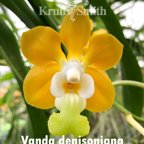 Vanda denisoniana 'Khun Tarn' x sib