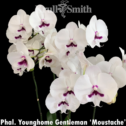 Phal. Younghome Gentleman 'Moustache'