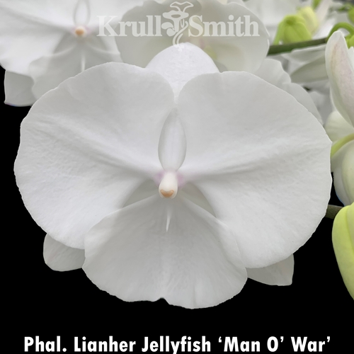 Phal. Lianher Jellyfish 'Man O' War'
