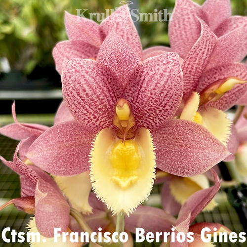 Catasetum Francisco Berrios Gines