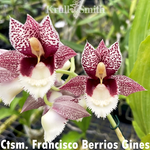 Ctsm. Dentigrianum x Ctsm. Portagee Star Parent 2