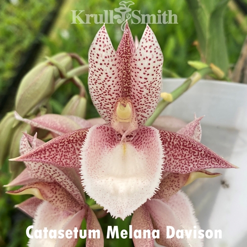 人気特価激安 Catasetum Melana Davison x Karen Armstrong その他観葉植物