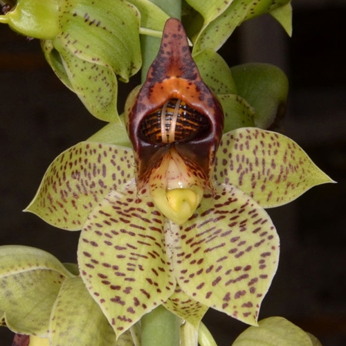 Seedling Parent B Ctsm. sanguineum