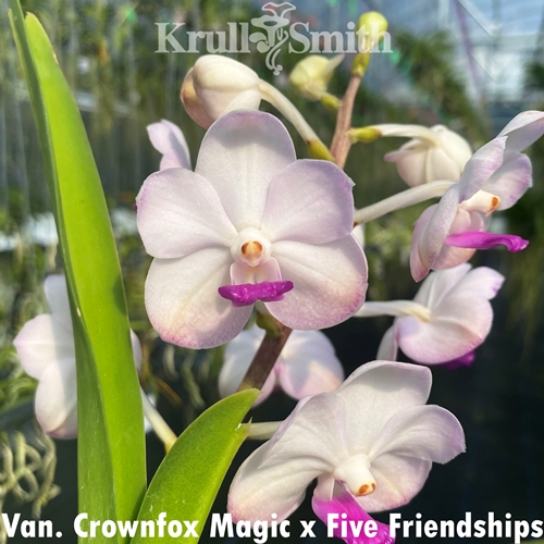 Van. Crownfox Magic x Five Friendships