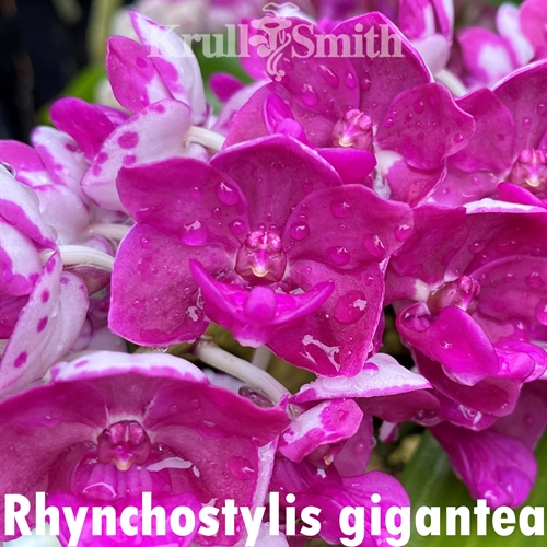 Rhynchostylis gigantea Fuchsia (Blue/Purple)