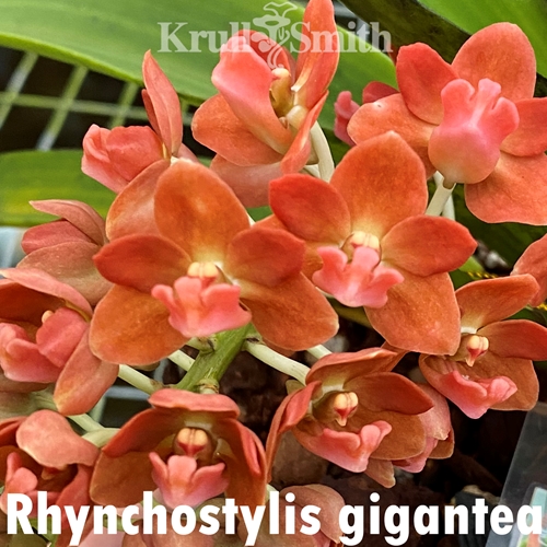 Rhynchostylis gigantea Peach