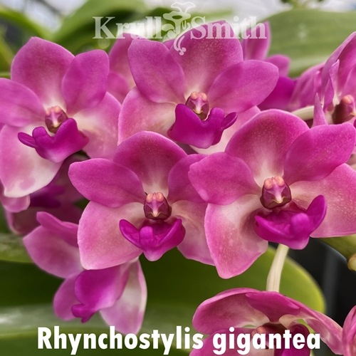 Rhynchostylis gigantea Pink