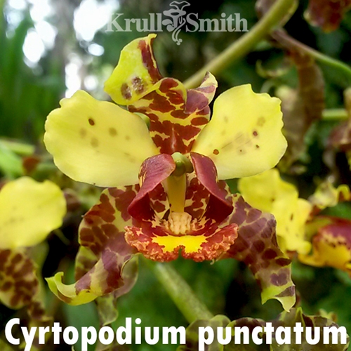 Cyrtopodium punctatum