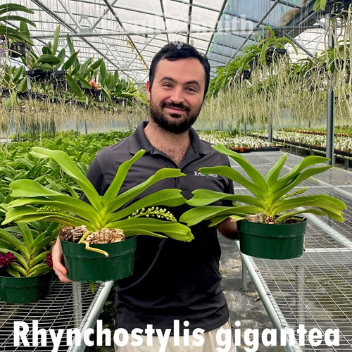 Rhynchostylis gigantea alba XL