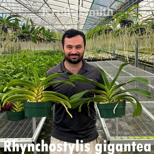 Rhynchostylis gigantea Red XL