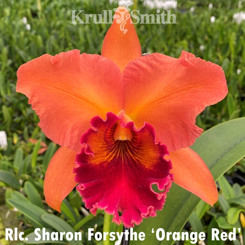 Rlc. Sharon Forsythe 'Orange Red'