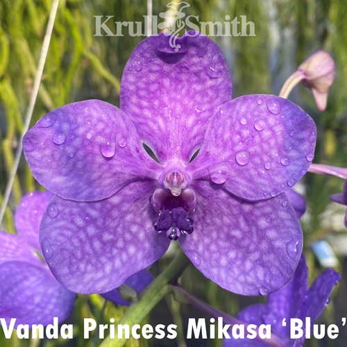Vanda Princess Mikasa 'Blue'