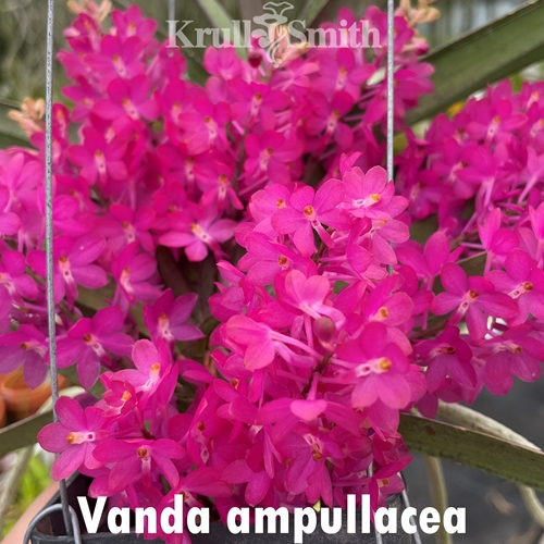 Vanda ampullacea