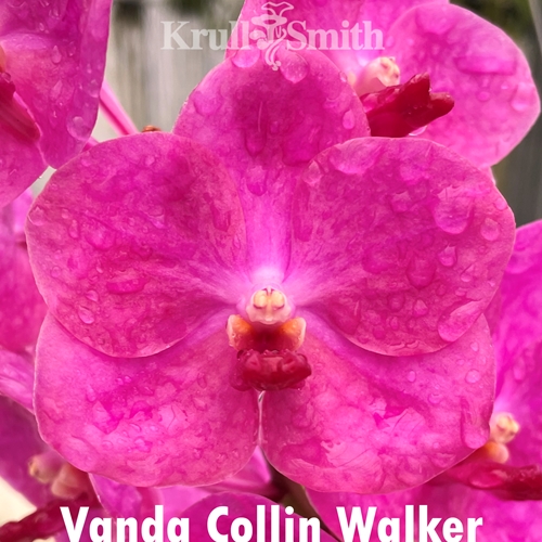 Vanda Colin Walker