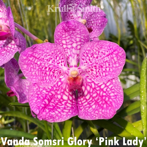 Vanda Somsri Glory 'Pink Lady'