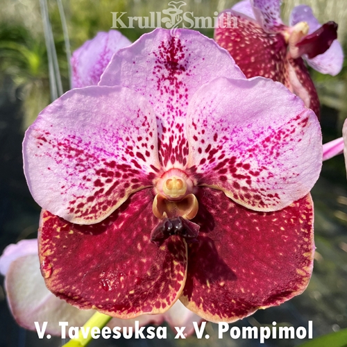 Vanda Taveesuksa x Pompimol