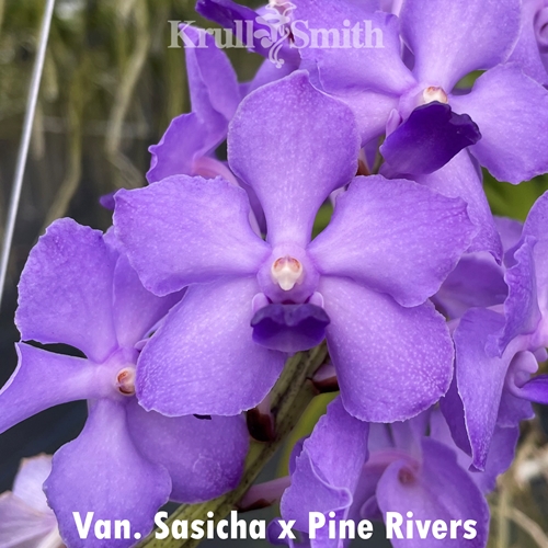 Van. Sasicha x Pine Rivers