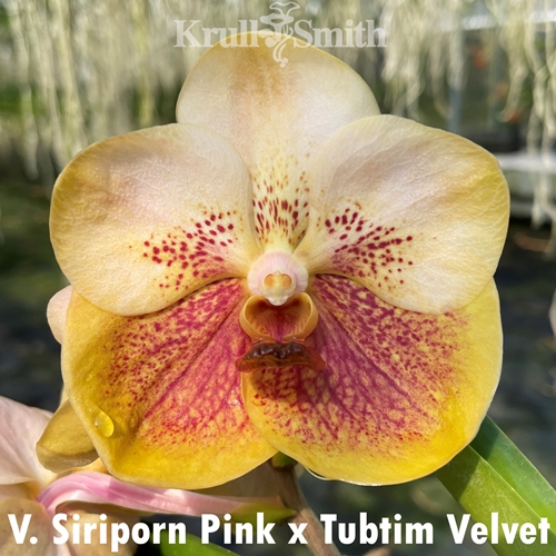 Vanda Siriporn Pink x Tubtim Velvet