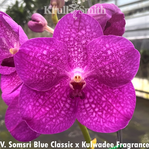 Vanda Somsri Blue Classic x Kulwadee Fragrance Vanda Somsri Blue Classic x Kulwadee Fragrance
