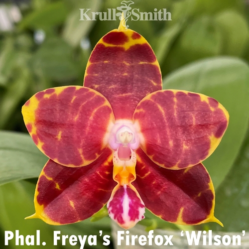 Phal. Freya's Firefox 'Wilson'