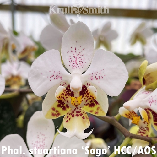 Phal. stuartiana 'Sogo' HCC/AOS