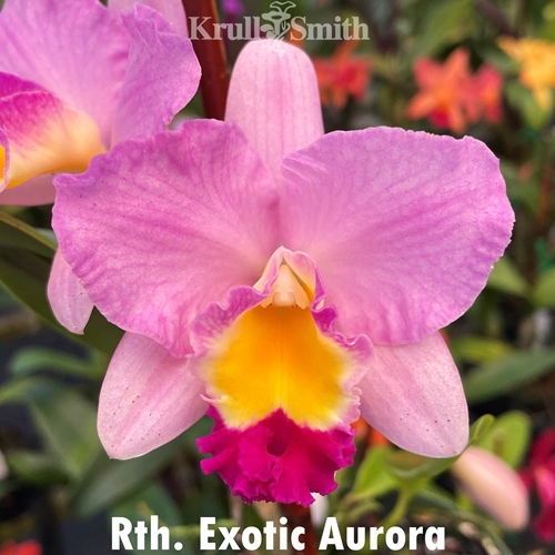 Rth. Exotic Aurora