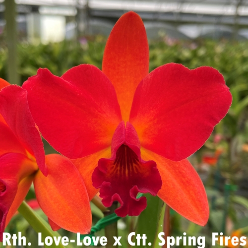 Rth. Love Love x Spring Fires