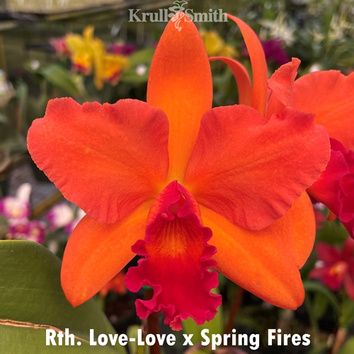 Rth. Love Love x Spring Fires