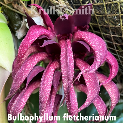 Bulbophyllum fletcherianum