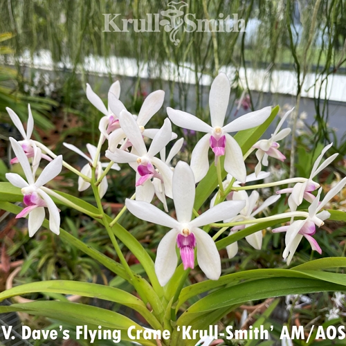 Vanda Dave's Flying Crane