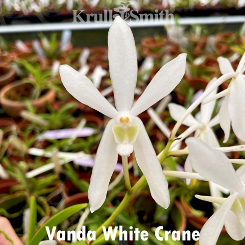 Vanda White Crane