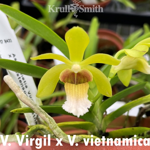 Vanda Virgil x Vanda vietnamica