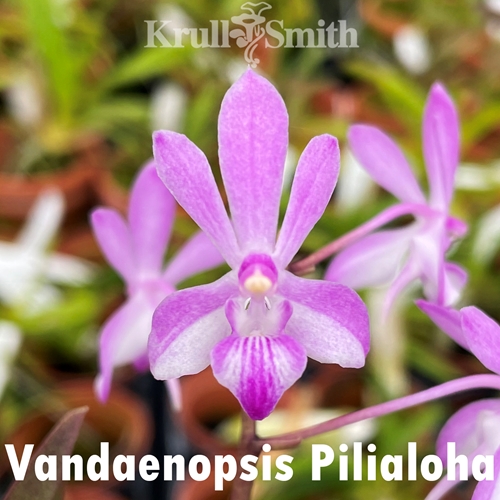 Vandaenopsis Pilialoha