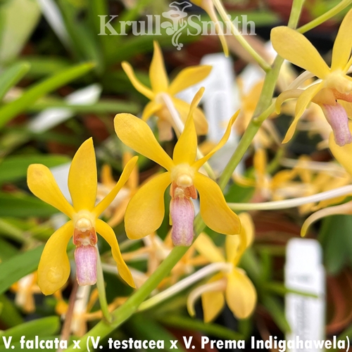 Vanda falcata x Vanda (testacea x Prema Indigahawela)