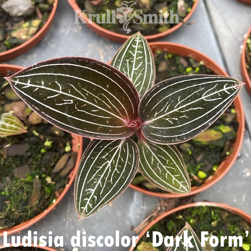 Ludisia discolor 'Dark Form'