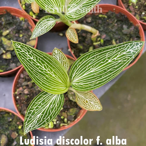 Ludisia discolor f. alba