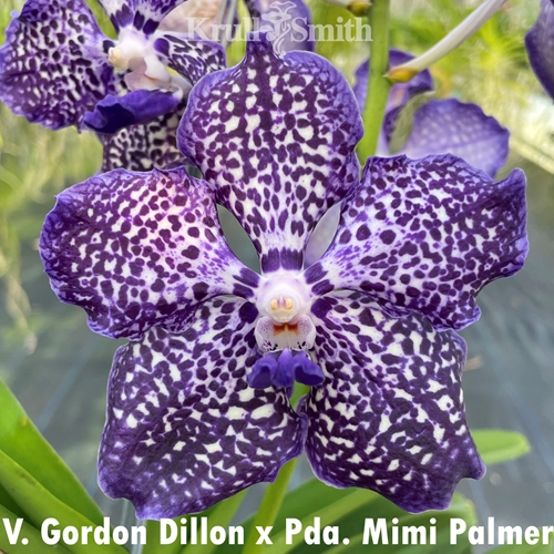 Vanda Gordon Dillon x Pda. Mimi Palmer
