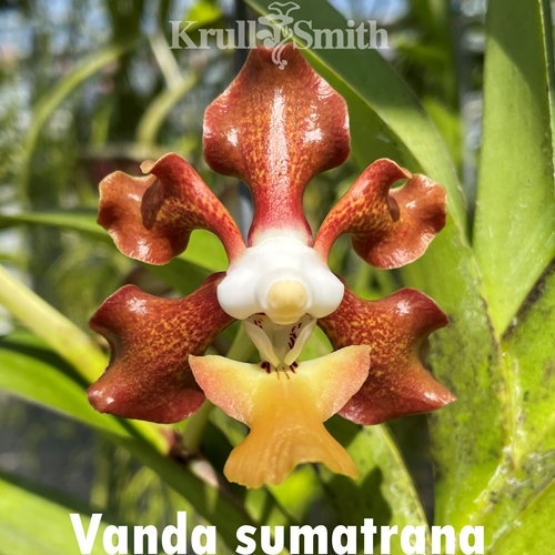 Vanda sumatrana