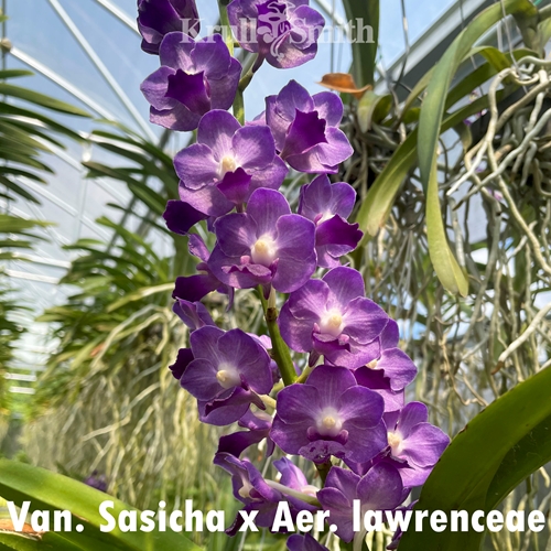 Van. (Sasicha x Aer. lawrenceae) 'Tanzanite' AM/AOS