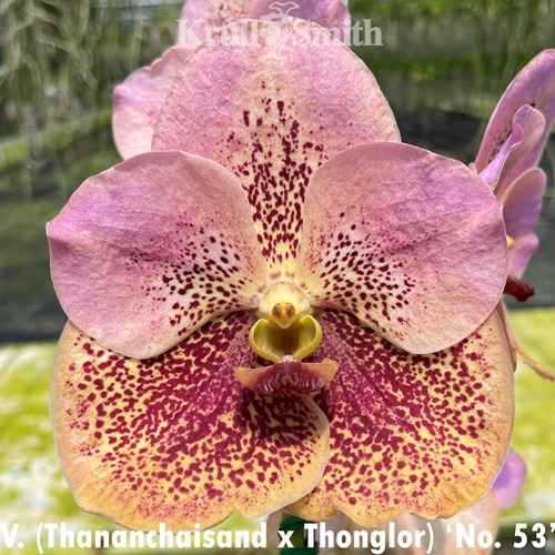 Vanda Thananchaisand x Thonglor 'No. 53'